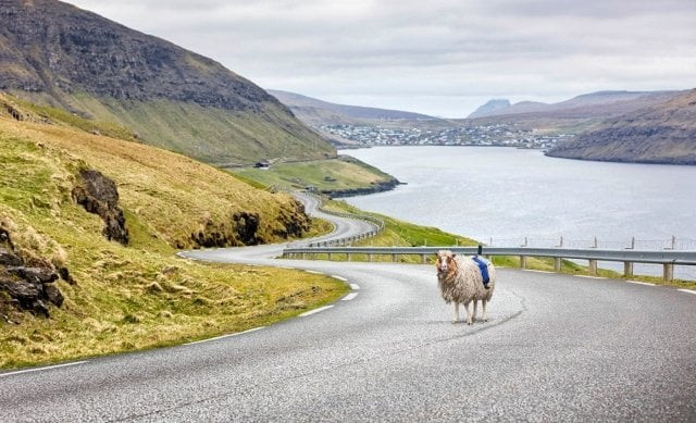 sheep view camera photo visit faroe islands sheep view camera photo visit faroe islands