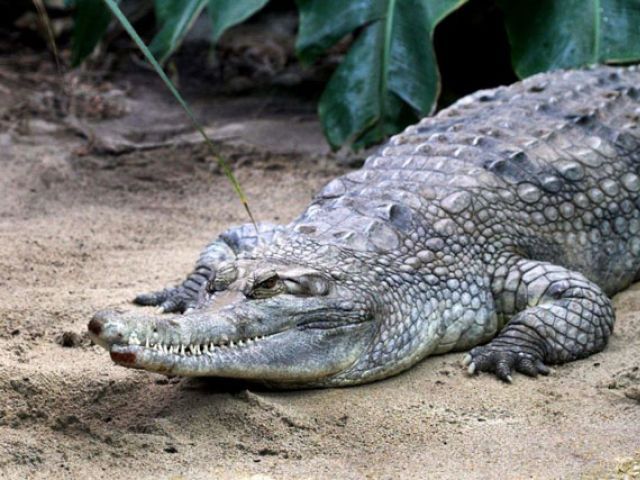 footage shows the crocodile thrashing in the cage as rangers struggled to snare its jaws and drag it out of the water photo afp file