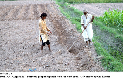 agricultural produce bahawalpur looking at a bountiful haul this year