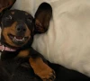 valerie the dachshund found safe after 529 days on the run in australia