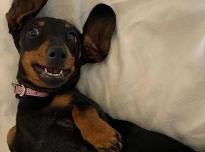valerie the dachshund found safe after 529 days on the run in australia valerie the dachshund found safe after 529 days on the run in australia