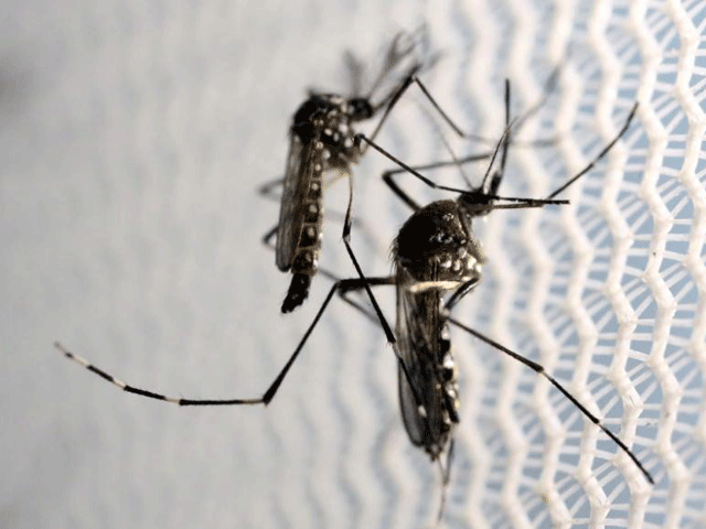 the research focuses on the association between zika virus and guillain barre photo reuters