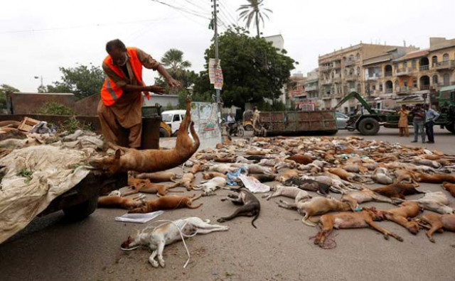 a municipal worker unloads the bodies of stray dogs from a garbage truck after they were culled using poison by the municipality in karachi pakistan august 4 2016 photo reuters a municipal worker unloads the bodies of stray dogs from a garbage truck after they were culled using poison by the municipality in karachi pakistan august 4 2016 photo reuters