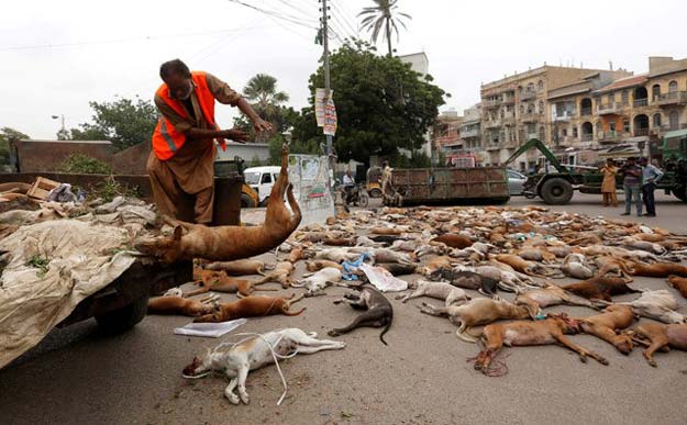 a municipal worker unloads the bodies of stray dogs from a garbage truck after they were culled using poison by the municipality in karachi pakistan august 4 2016 photo reuters