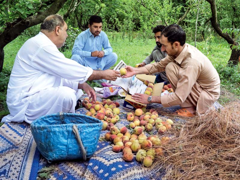 men pack peaches into boxes at farm in mingora swat photo express