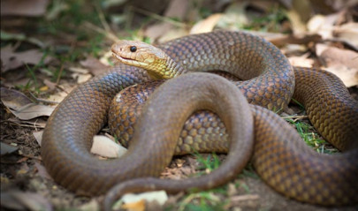 three snakes rescued from homes three snakes rescued from homes