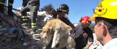 dog called romeo rescued from rubble 10 days after italy quake dog called romeo rescued from rubble 10 days after italy quake