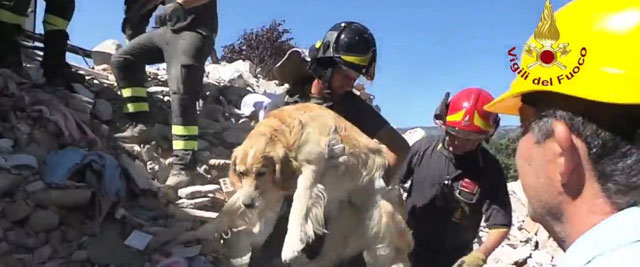 dog called romeo rescued from rubble 10 days after italy quake