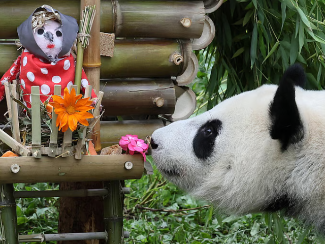 Russia's first-ever locally born giant panda, named Katyusha, tastes a treat behind the glass fence of an enclosure during a media event marking her second birthday, at the Moscow Zoo in Moscow, Russia, August 24, 2025.Credit: Reuters Photo