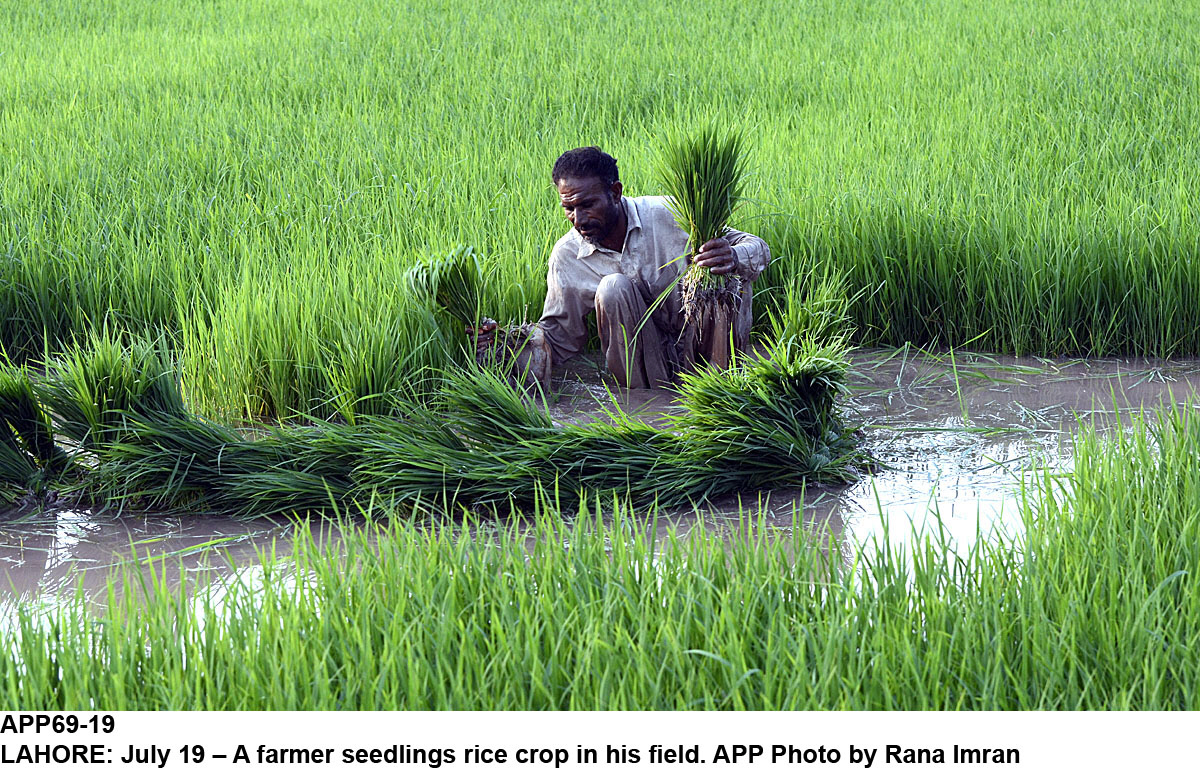 the official said that the parc would provide support to farmers in adopting new methods to increase peanut mustard canola and soybean production photo app