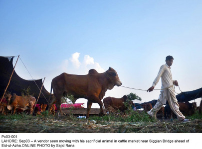 constant vigilance stringent checks in place on cattle entering multan