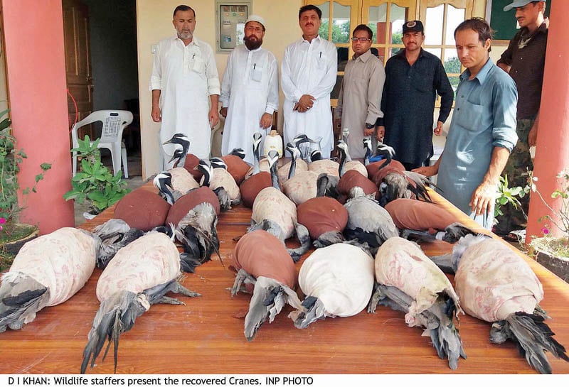 authorities in di khan display the rescued cranes photo inp