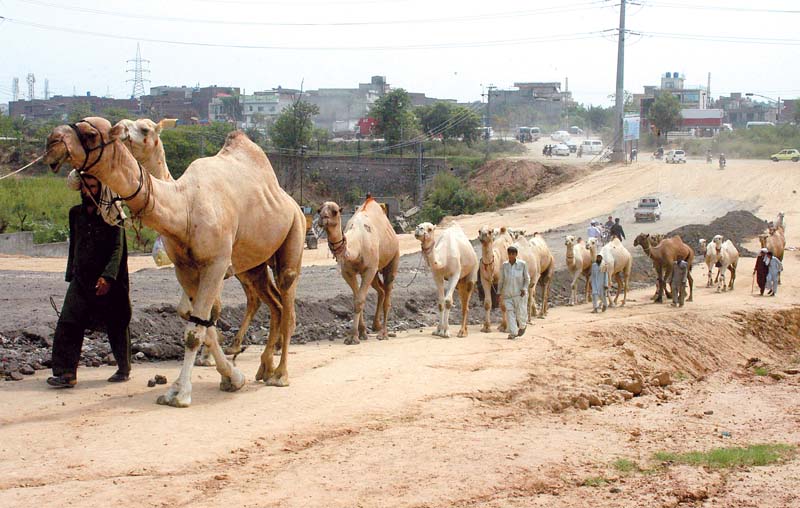 camels are being taken to the islamabad cattle market in sector i 12 photo waseem nazir express