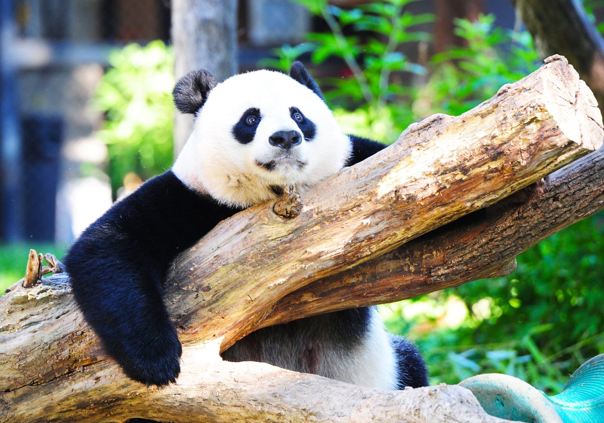 this file photo taken on august 24 2016 shows giant panda mei xiang resting in her enclosure at the national zoo in washington dc photo afp