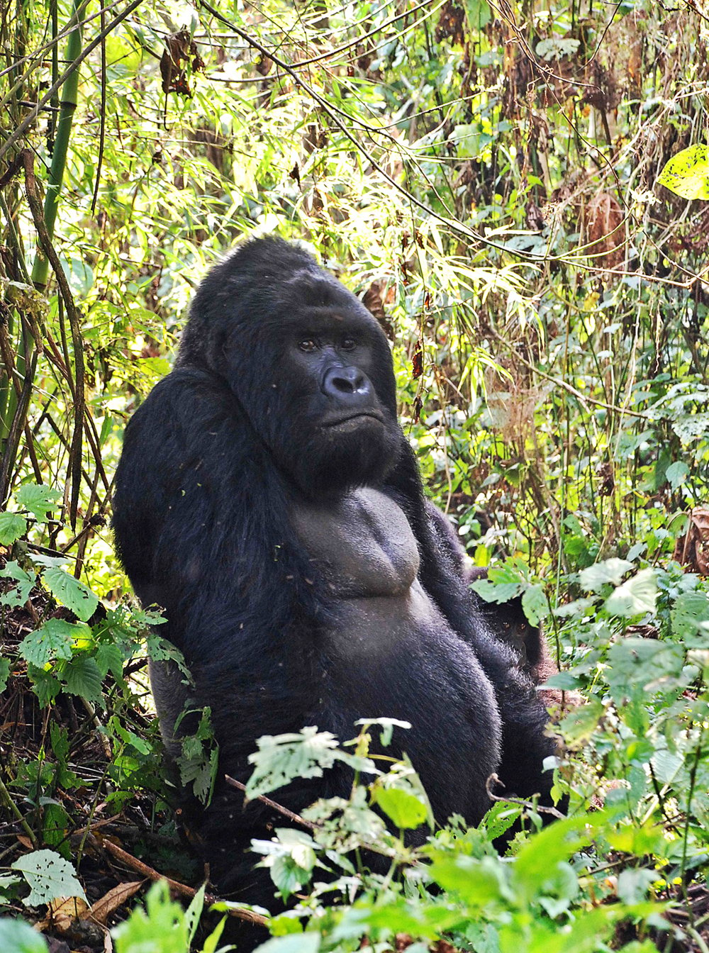 this file photo taken on august 1 2015 shows a male mountain gorilla in the jungle at bukima in virunga national park eastern democratic republic of congo photo afp