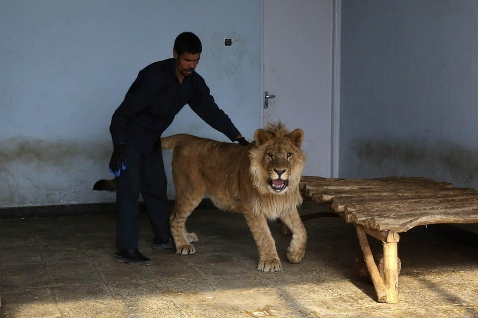 a zookeeper walks with marjan a male lion inside his cage in kabul s zoo marjan was donated to the zoo by an afghan businessman who kept him illegally at his house for a year photo reuters