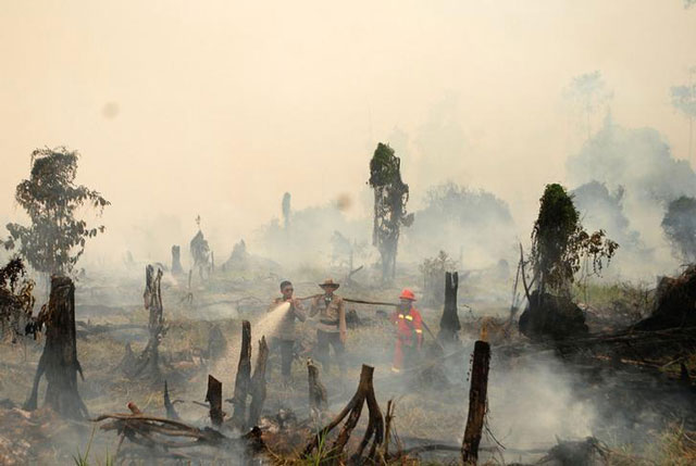 police and a fire fighter from a local forestry company try to extinguish a forest fire in the village in rokan hulu regency riau province sumatra indonesia august 28 2016 photo reuters