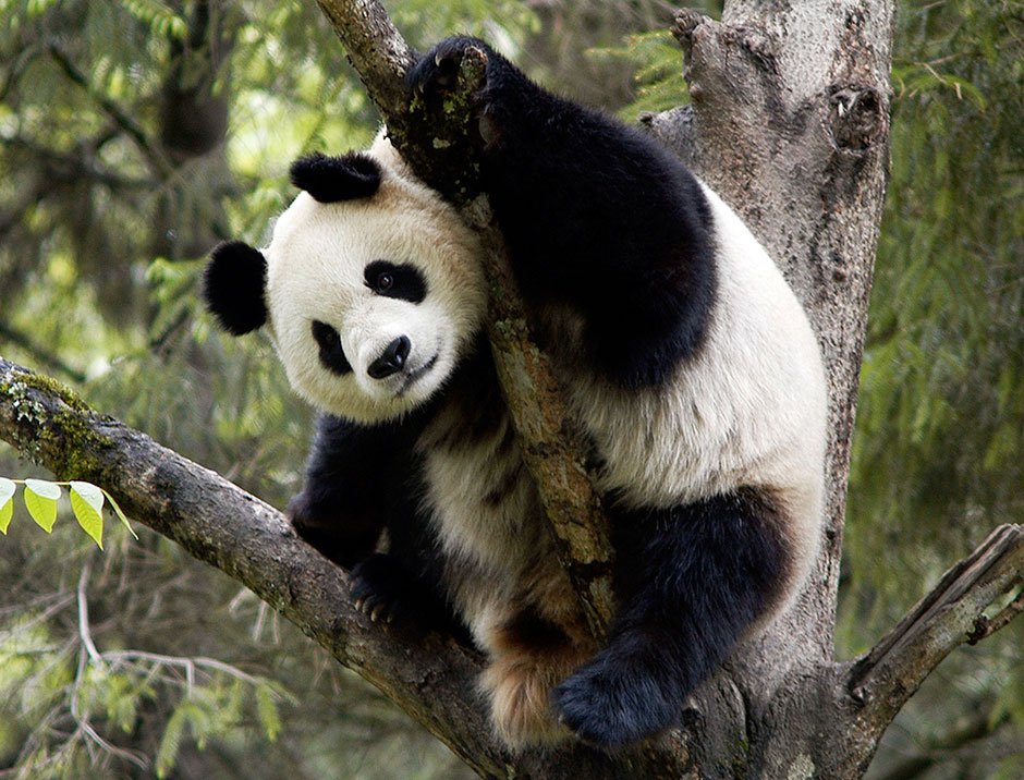 Giant pandas are no longer on the 'endangered' list