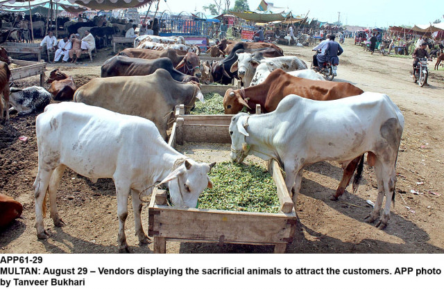 vendors displaying the sacrificial animals to attract customers photo app vendors displaying the sacrificial animals to attract customers photo app