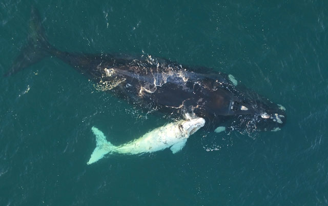 an undated handout photo received on september 6 2016 shows rare images of a white calf swimming with its mother off the coast of western australia as part of a project they hope will help conservation efforts photo afp