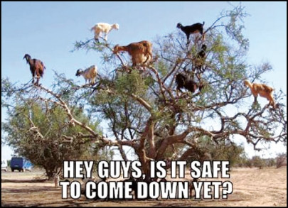 11 funniest eidul azha memes