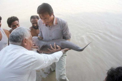 blind dolphin released back into indus blind dolphin released back into indus
