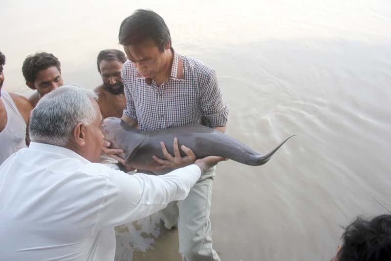 according to wwf sukkur senior project officer imran malik local fishermen informed the officials in time or else the dolphin would have died due to cardiac arrest photo express