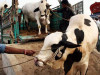 checkpoints set up for sacrificial animals checkpoints set up for sacrificial animals