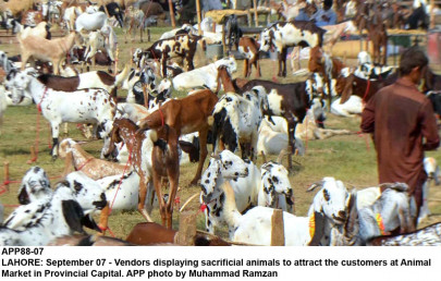 facility two cattle markets set up in multan