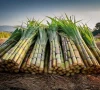 is growing sugarcane drying us out