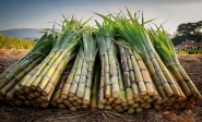 is growing sugarcane drying us out