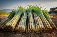 is growing sugarcane drying us out