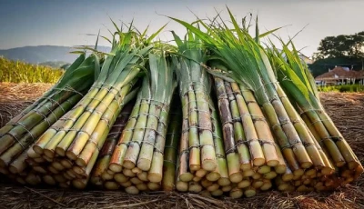 is growing sugarcane drying us out