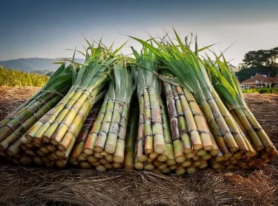 is growing sugarcane drying us out is growing sugarcane drying us out