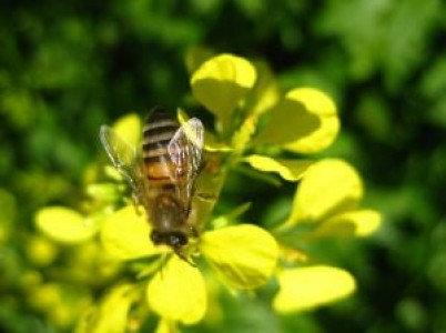 stung 60 injured in bee attack