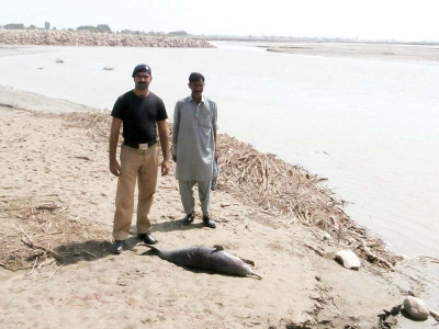 deadly trap dead river dolphin washes ashore deadly trap dead river dolphin washes ashore