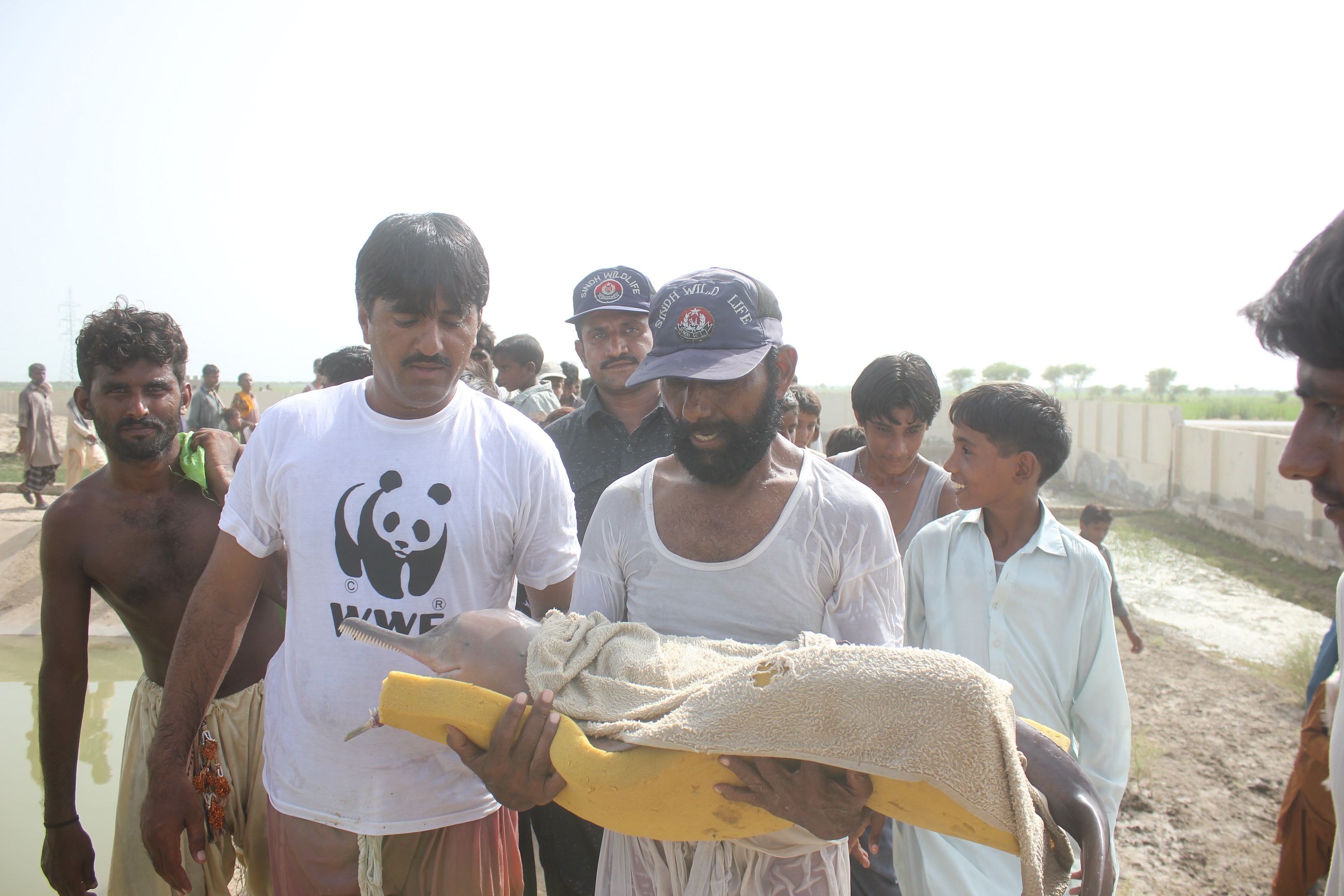 the rescued dolphin photo wwf