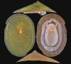 deep sea mining threatens molluscs