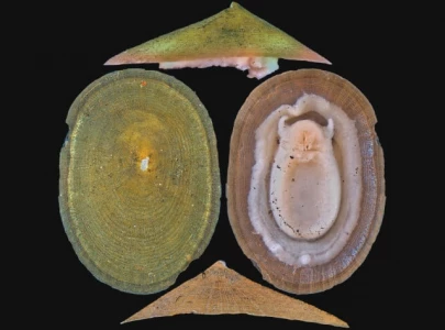 deep sea mining threatens molluscs deep sea mining threatens molluscs