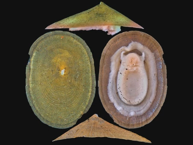 a combination image shows different views of a vent mollusk in yokosuka japan photo reuters a combination image shows different views of a vent mollusk in yokosuka japan photo reuters