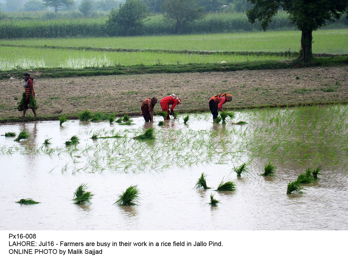 the government held a draw for farmers in dera ghazi khan on thursday photo online