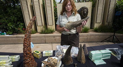 san diego zoo burns 1 mn worth of rhino horn san diego zoo burns 1 mn worth of rhino horn