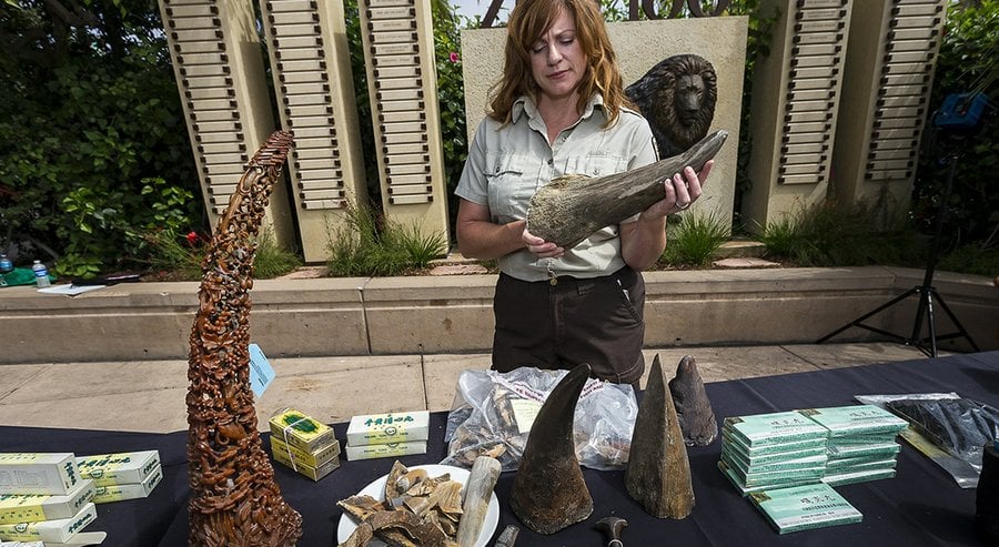 carved rhino horns and other products made from the horns are displayed at the san diego zoo photo san diego zoo