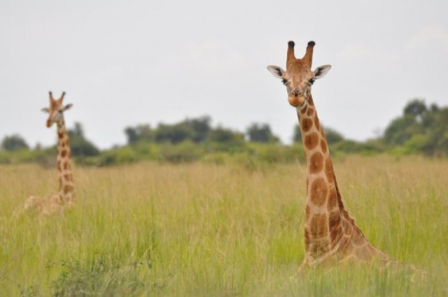 nubian giraffes are seen in murchison falls uganda in this undated handout picture photo reuters nubian giraffes are seen in murchison falls uganda in this undated handout picture photo reuters