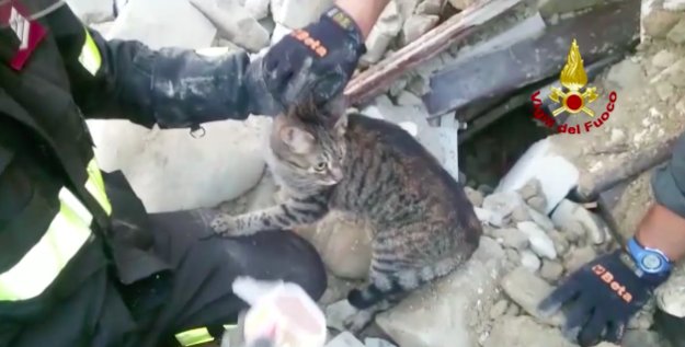 cat owners were killed in the quake but their daughters asked animal welfare group oipa to look for their three cats photo twitter buzzfeednews