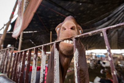 eidul azha these animal photos will leave you in peals of laughter eidul azha these animal photos will leave you in peals of laughter