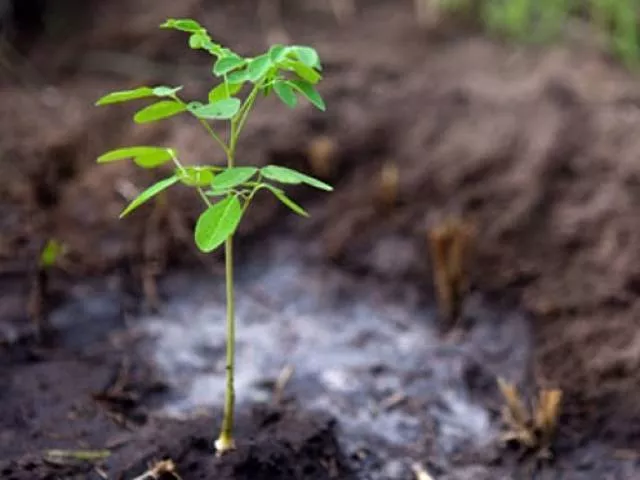 shangla dc dildar muhammad district police officer rahatullah sub divisional forest officer alamgir khan and a representative of pakistan tehreek e insaf shaukat yousafzai also planted saplings photo afp