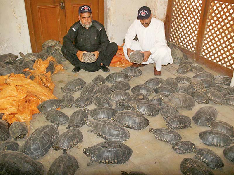 the turtles kept in the wildlife dept s offices will be released into the indus river between guddu and sukkur barrages photo online