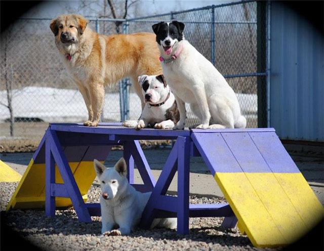 fourteen dogs die in canada kennel s heating malfunction