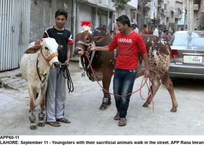 locals parade sacrificial animals